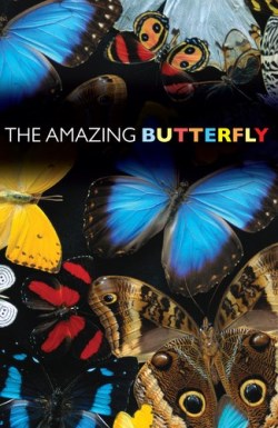 9781682160077 Amazing Butterfly